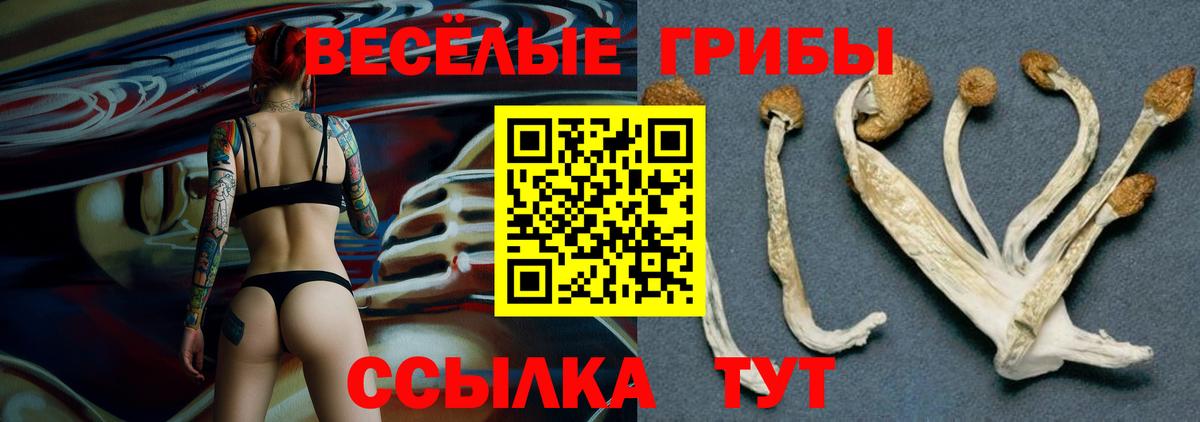 Псилоцибиновые грибы Magic Shrooms  Вход с VPN  Самара  Псилоцибиновые грибы GOLDEN TEACHER 